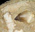 Mosasaur (Prognathodon) Tooth In Rock - Morocco #127708-1